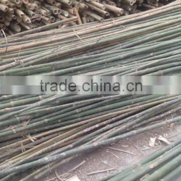 High quality bamboo pole for exporting