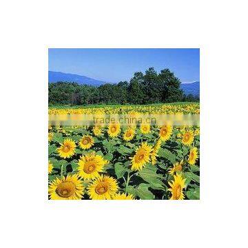 COOKING SUNFLOWER OIL photo-4