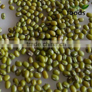 New Crop Green Mung Beans for sprouting with competitive price