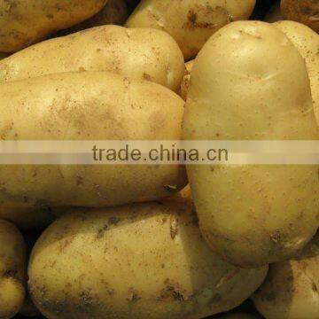 2013 Chinese Fresh Potato