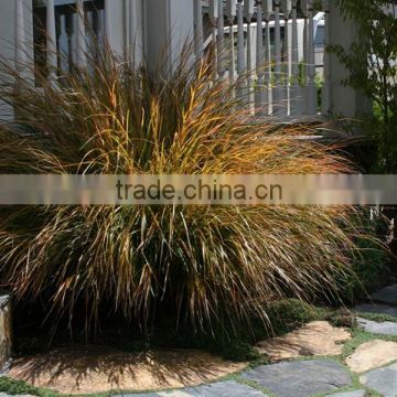 Stipa arundinacea Blood Grass Stipa Sirocco