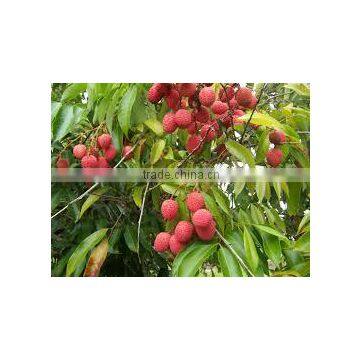 Litchi chinensis, Nephelium litchi (Litchii. Fruiting Lychee, Leechee, Lychee)