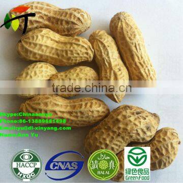 ROASTED PEANUT IN SHELL 9/11 NATURE FLAVOR photo-2