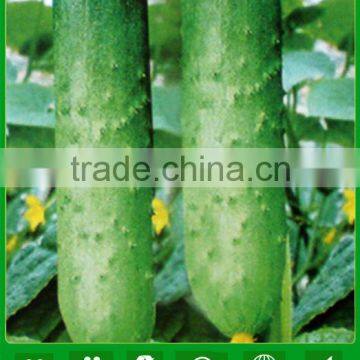 CU15 Ourei less thorn op green cucumber seeds for sale