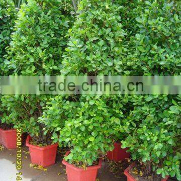 Ficus Panda