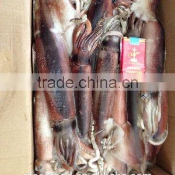 Salted Jellyfish of Todarodes Pacificus photo-2