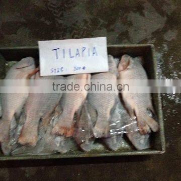 frozen whole round tilapia