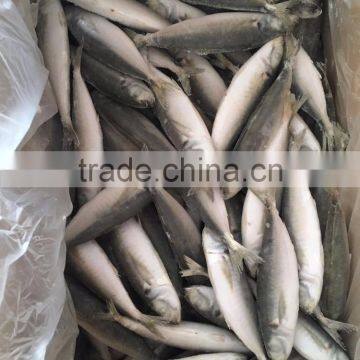 IQF Light Caught Frozen Round Scad Frozen Horse Mackerel photo-3