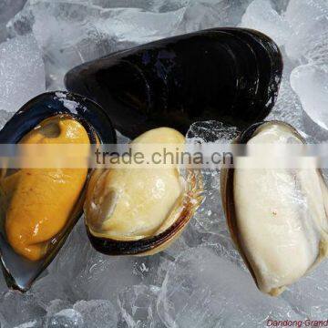 mussel in shell