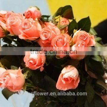 good petals fresh roses natural rose alibaba kenya for parties