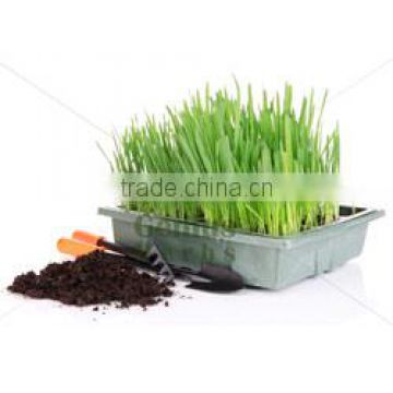 Wheatgrass