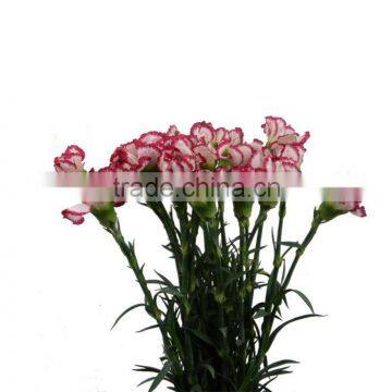 Fashion Olympic special love design carnation