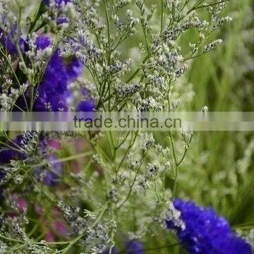 Durable promotional wholesale fresh cut flower limonium