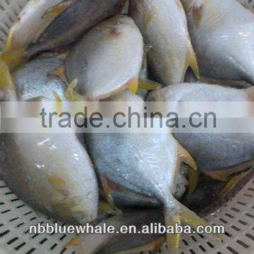 chinese pomfret 300-500G 400-600G frozen pomfret fish