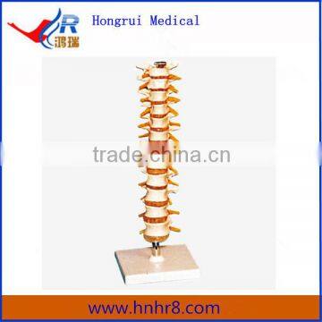 High Quality Cervical Vertebra Medical Skeleton Model