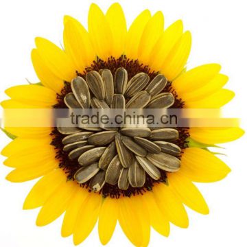 nwe crop chinese black Sunflower seeds 5009 363