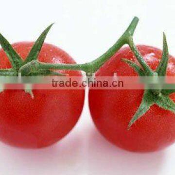 Tomato Paste Canned photo-4