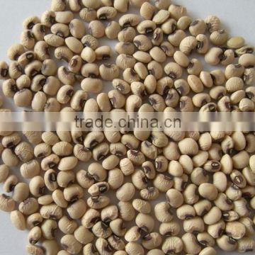 WHITE COWPEA