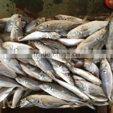 2016 Newly 18-22pcs/kg Seafrozen horse mackerel