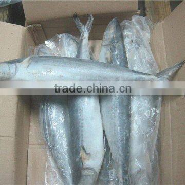 Spanish Mackerel