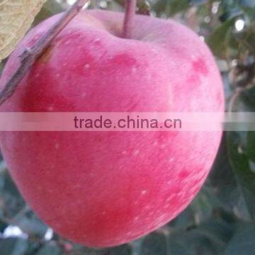 sweet apple frui china manufacturer