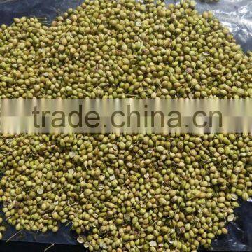 Fresh Coriander photo-6