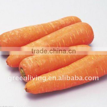 supplier fresh carrots in China