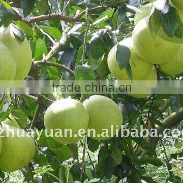 2015 high quality pomelo