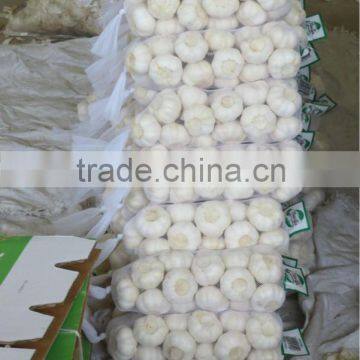 Chinese jinxiang pure white and normal white fresh garlic