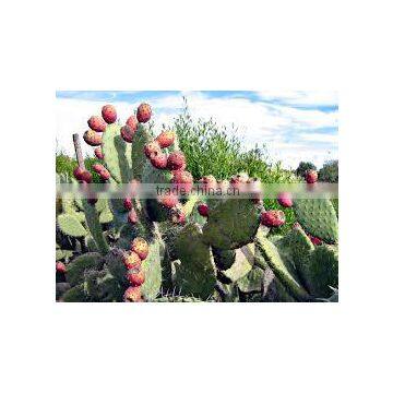 Opuntia ficus indica (Indian Fig, Prickly Pear, Cactus Fruit)