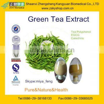 GMP Manufacture Supply 100% Natural Green Tea Extract