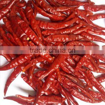 Exporters of Indian S-17 Hot Teja Chilli