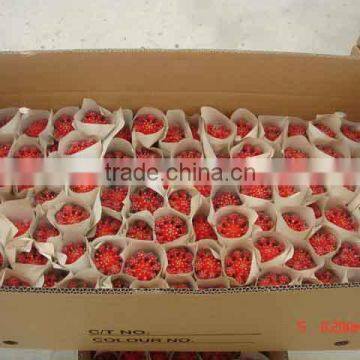 Gymnocalycium Mihanovichii Var. Friedrichii