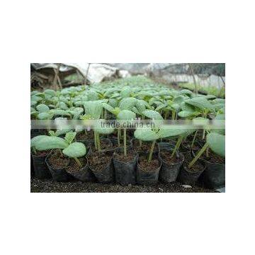 Seeding Nutritive Block Making Machine photo-4