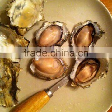 Live Pacific Oyster photo-3