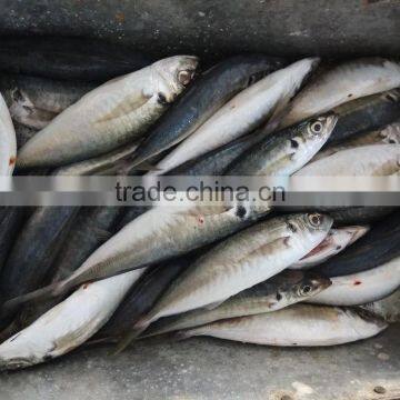 Horse Mackerel Frozen New Fish Seafood Small Eye Horse Mackerel photo-3