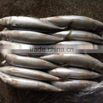 New Catching Fish Frozen Pacific Mackerel 400-500g&500g+ photo-4