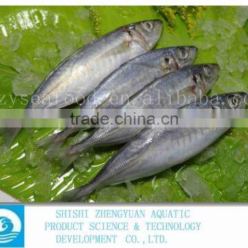 China Frozen Horse Mackerel Fish IQF Horse Mackerel photo-2