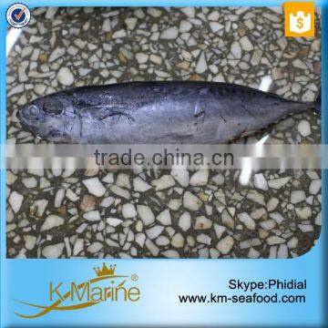 BQF Fish Bonito From China photo-2