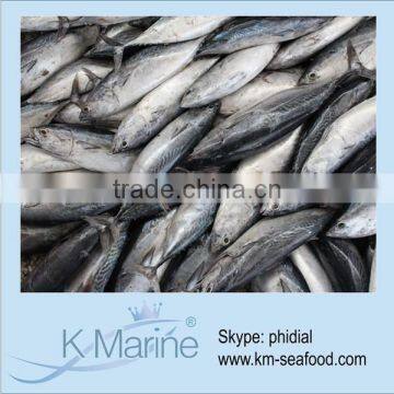 Hot Selling 18 months Shelf Life Frozen Bonito For Cannery Factory