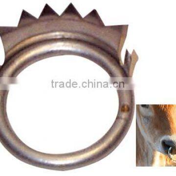 calf nose ring