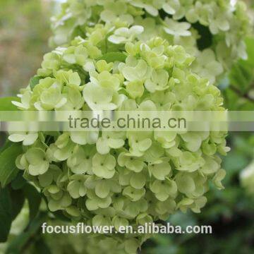 Grade A Fresh Cut Hydrangea Fresh Flower From Kunming photo-4