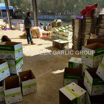 5-5.5cm Fresh Normal White Garlic In 5kg Carton Box Packing photo-3