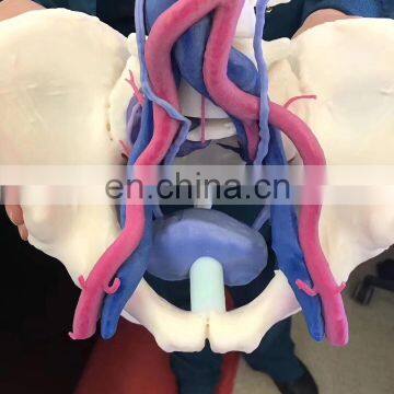 Durometer Flexible Stretchable Medical 3D Printing Digital Anatomic Model for Surgical Training photo-7