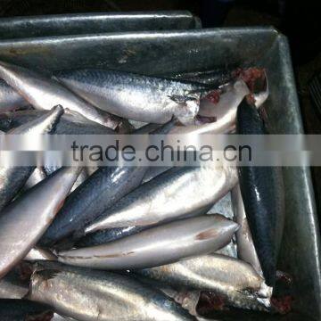 Frozen Pacific Mackerel HGT Scomber Japonicus photo-5
