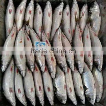 Frozen Blue Mackerel for Canning Seafood photo-5