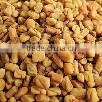 hot sale fenugreek oil price
