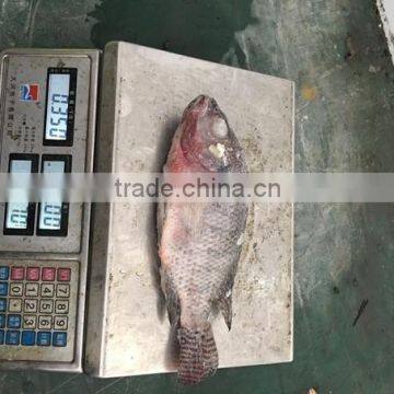 Frozen Black Tilapia For Sale/Chopa