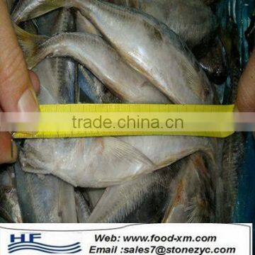 TOP Frozen Horse Mackerel