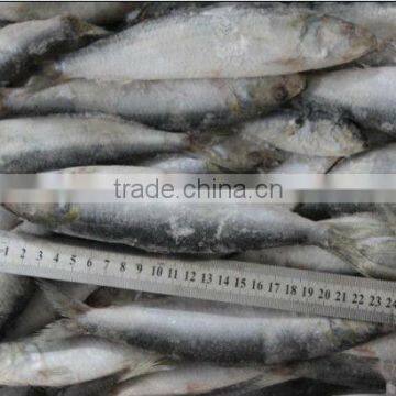 high quality best price whole round new fishing frozen sardine